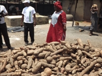 Culture du manioc: des hommes d’affaires Ivoiriens et Nigérians chez Bédié à Daoukro